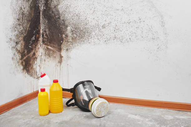 Best Mold Remediation Experts  in Turners Falls, MA