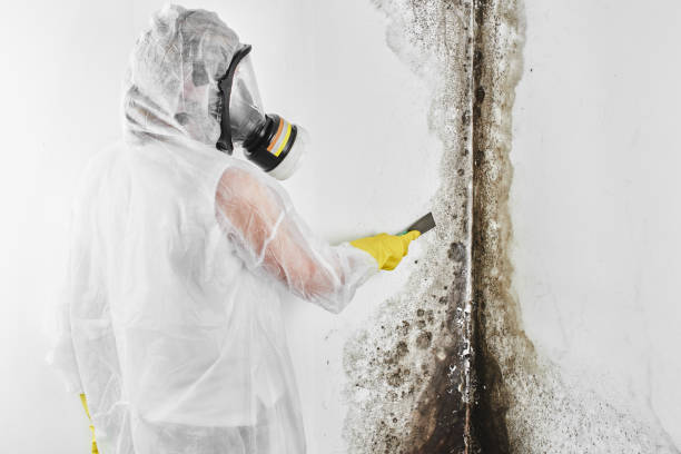 Best Professional Mold Removal  in Turners Falls, MA