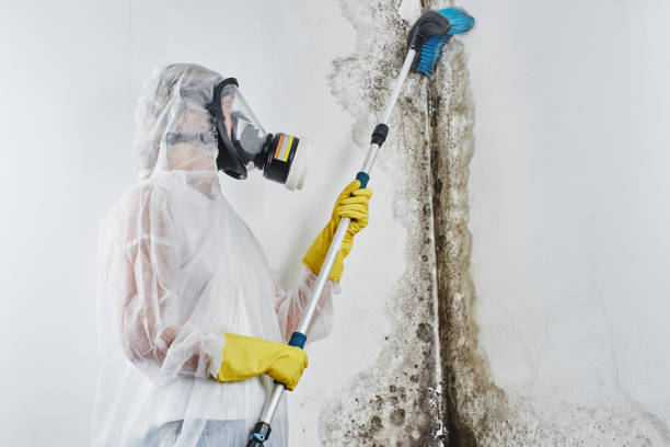 Best Certified Mold Removal  in Turners Falls, MA
