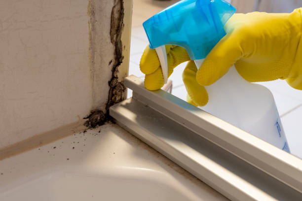 Crawl Space Mold Removal in Turners Falls, MA