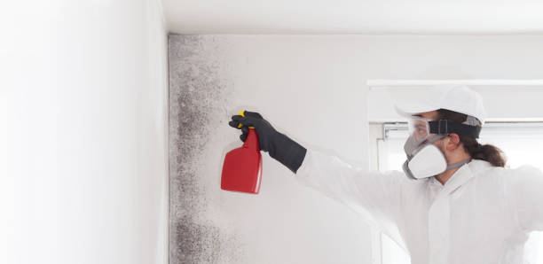 Trusted Turners Falls, MA Mold Removal Experts
