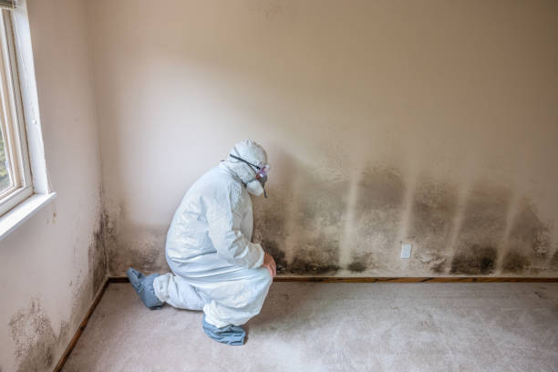 Best Office Mold Removal Services  in Turners Falls, MA